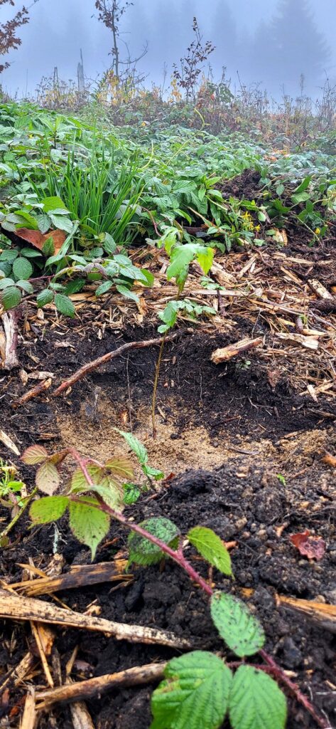 Pflanzaktion 2025 am Knüllfeld Steinbach-Hallenberg